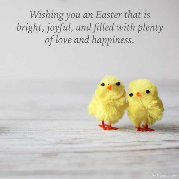 Bright Easter wish with yellow Easter chicks
