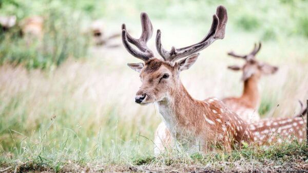 Male fallow deer laying down