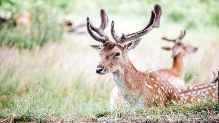 Buck – male fallow deer laying