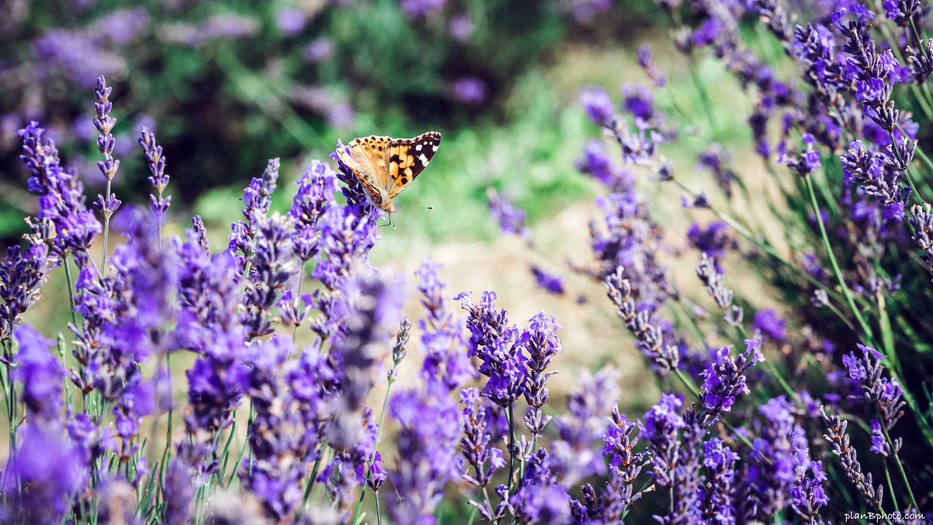 Orange butterfly sitting on lavender flowers