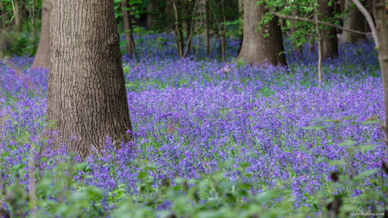 Where to see bluebells near London