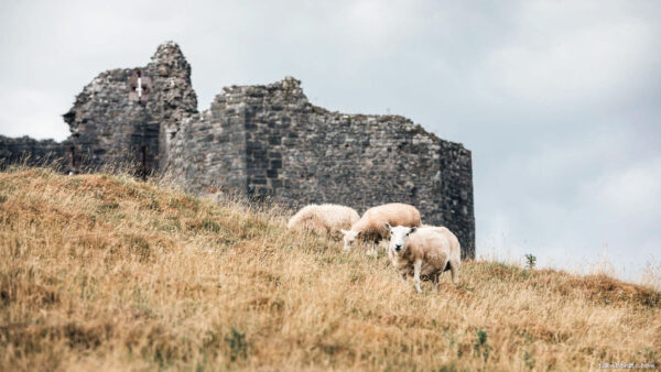 Sheep near the ruins of an old castle in England