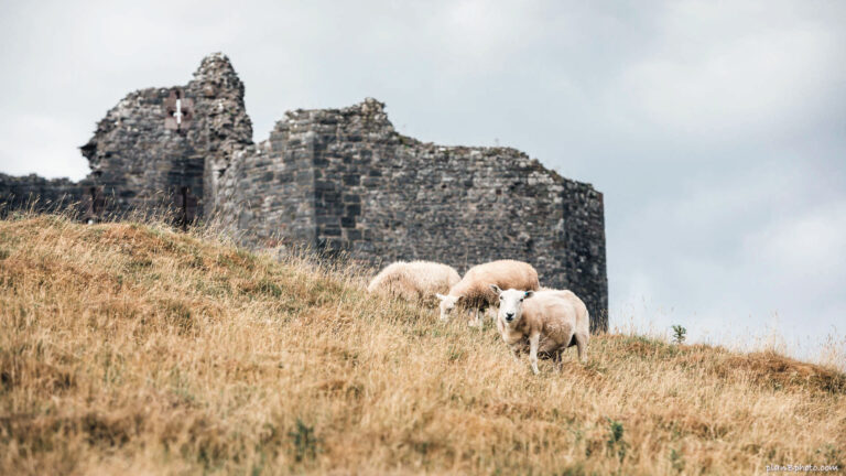 Sheep background images