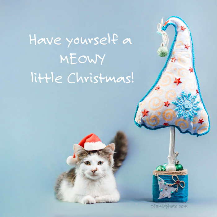 Christmas cat wearing a red hat near a Christmas tree. Image on a blue background