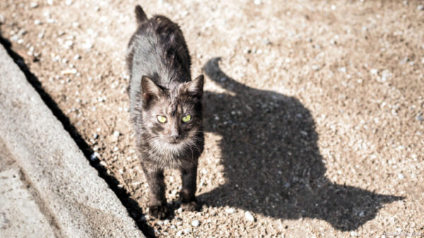 Dark cat with green eyes