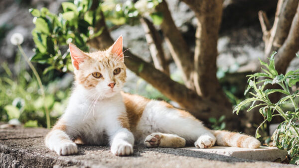 Orange cat under a tree near a dandelion