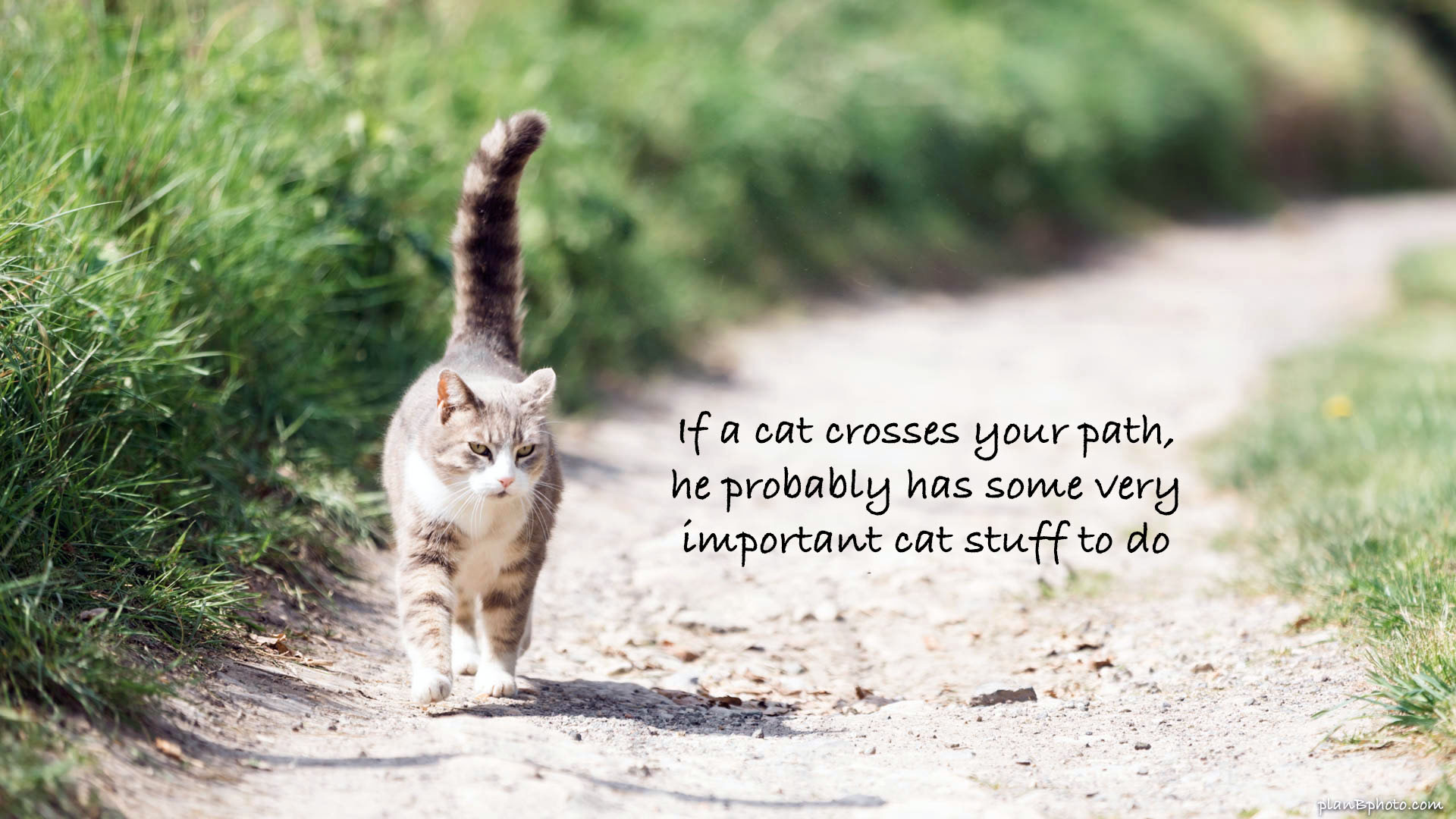 Cute meme with a cat walking on a path