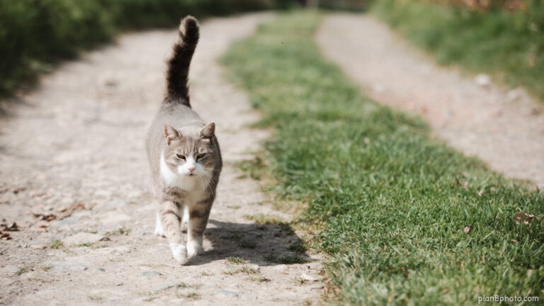 Cat-walking-on-a-foot-path