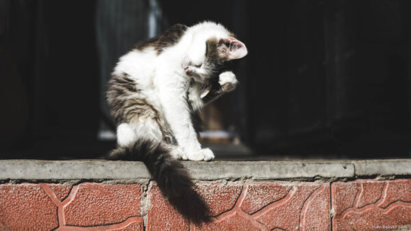 Cat washing his face with a paw