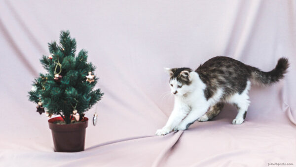 Cat pulling his Christmas tree closer to decorate it