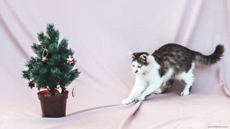 Cat with christmas tree