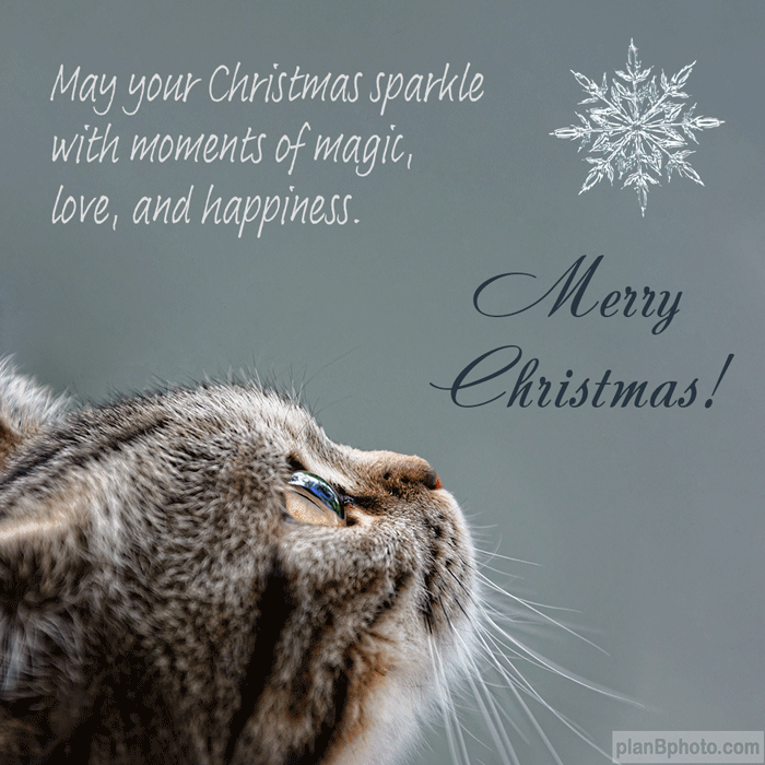 Beautiful animated Merry Christmas wish with a cat and a snowflake.