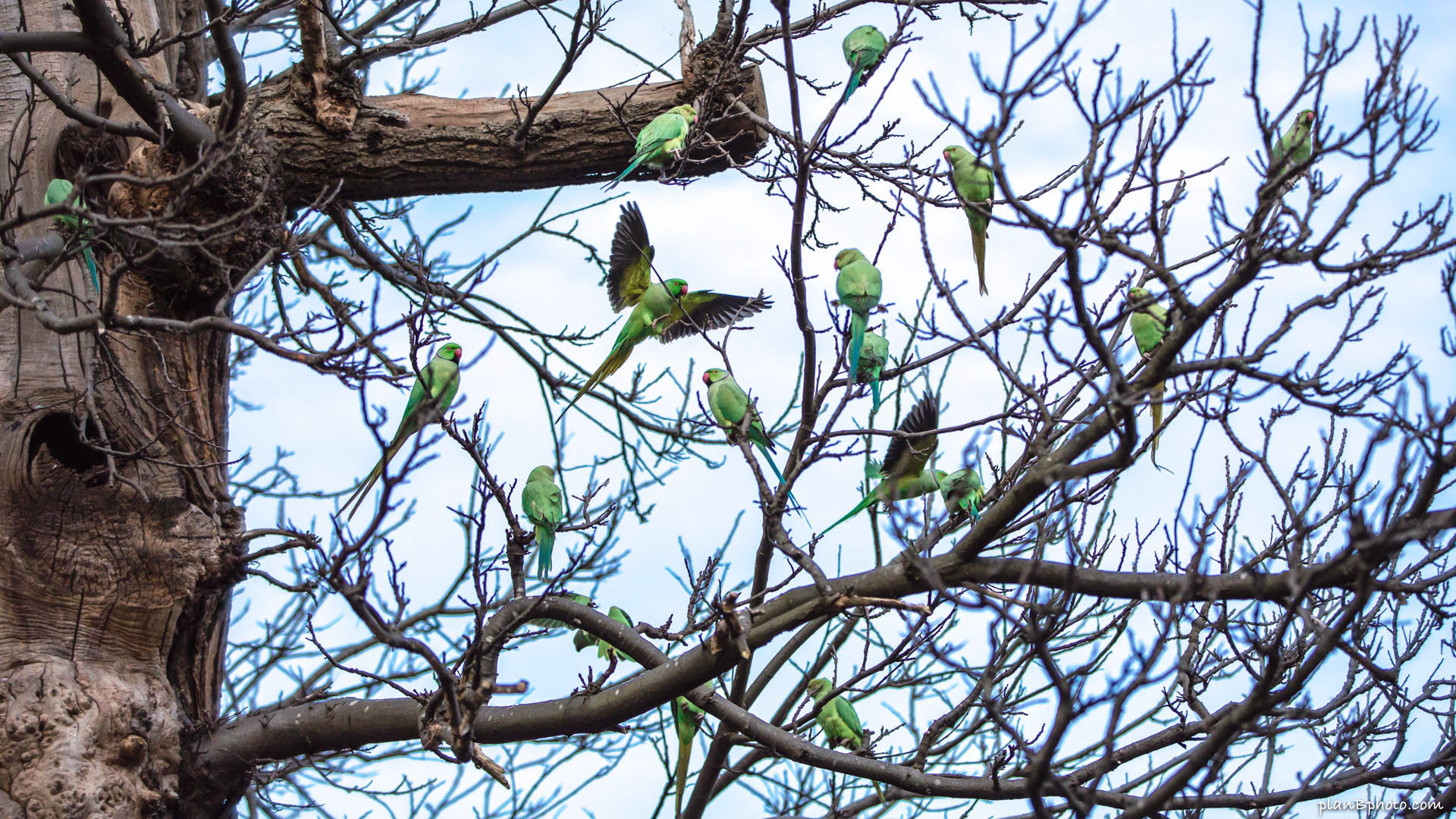 Стая зеленых попугаев на дереве в Кенсингтон Парке в Лондоне 