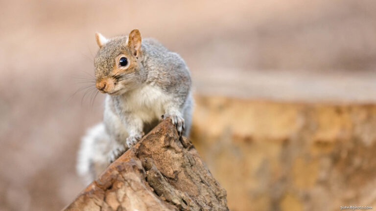 Curious grey squirrel portrait