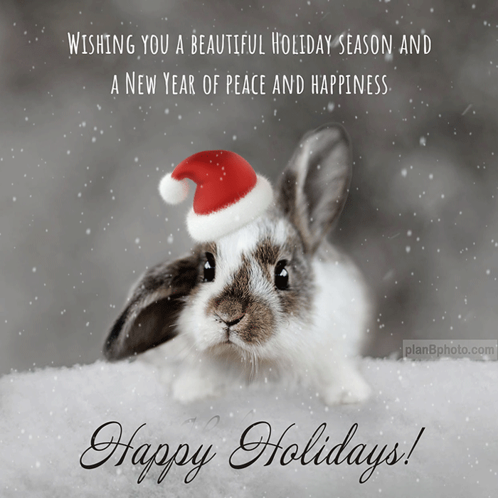 Happy Holidays wish with a rabbit in Santa's hat