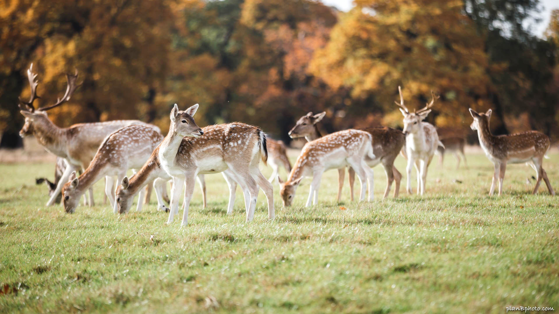 Herd of young dappled deer in October