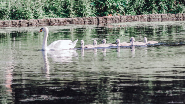 Swan and six cygnets swimming