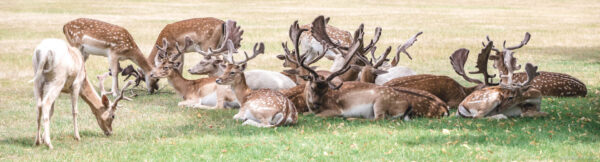 Plan B Photo header image with a herd of fallow deer