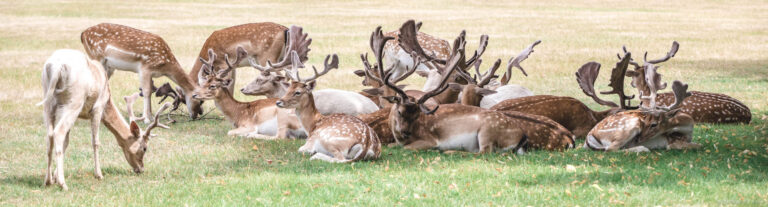 Deer in London