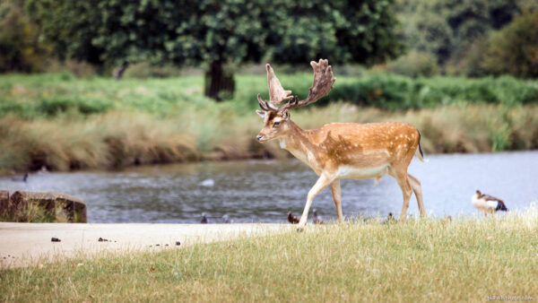 Fallow deer with white spots walking near a pond in Bushy Park, London