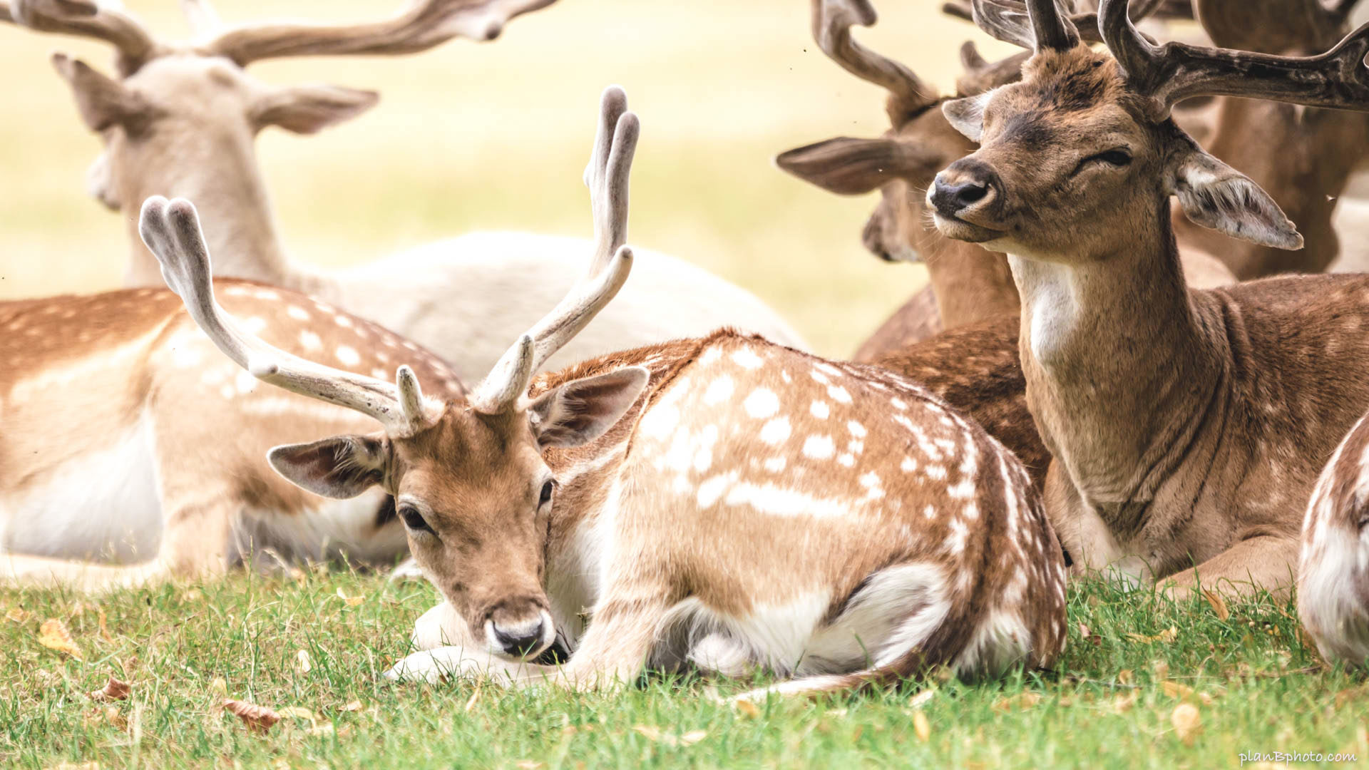 British deer with white spots at Bushy Park