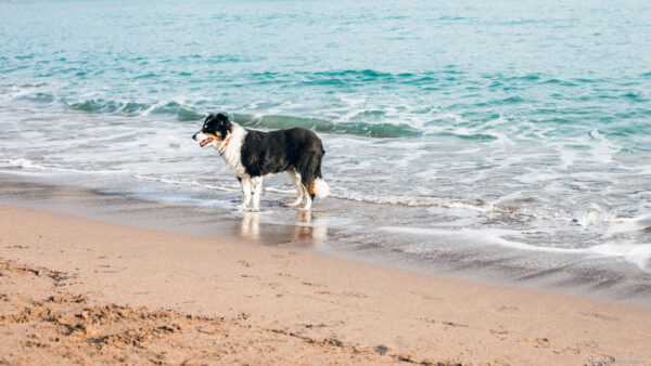 Dog waiting for his owner on the beach