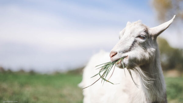 Domestic goat eating grass image