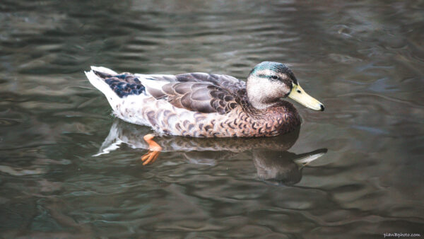 common uk ducks