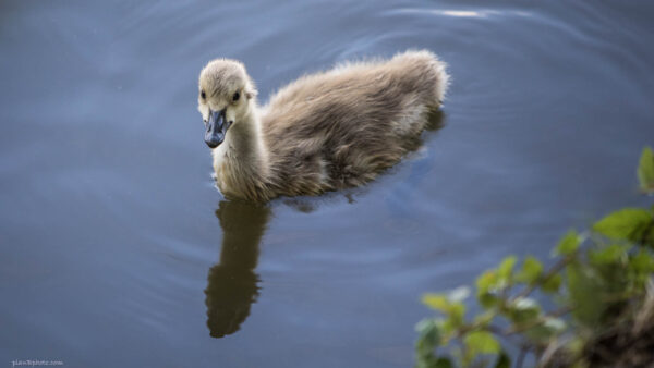 Grey baby duckling swimming in dark blue water: close up