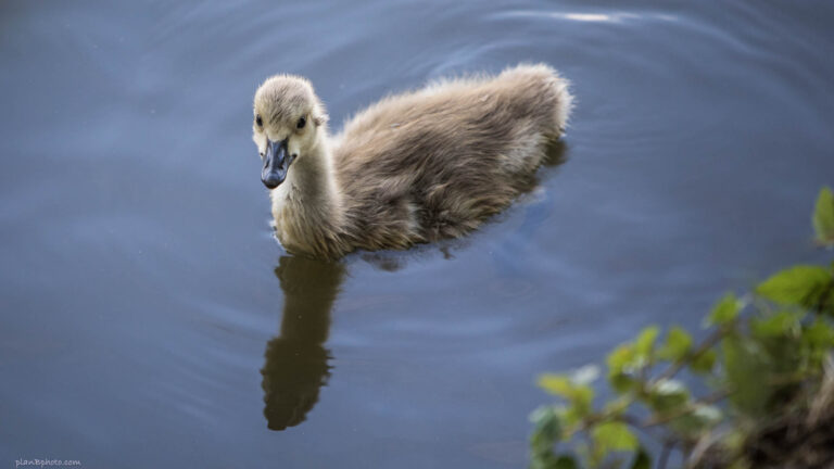 Duckling swimming