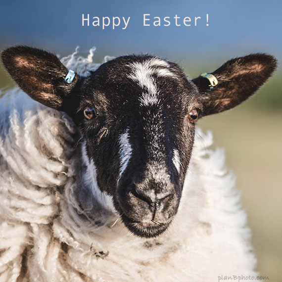 Happy Easter image with a sheep