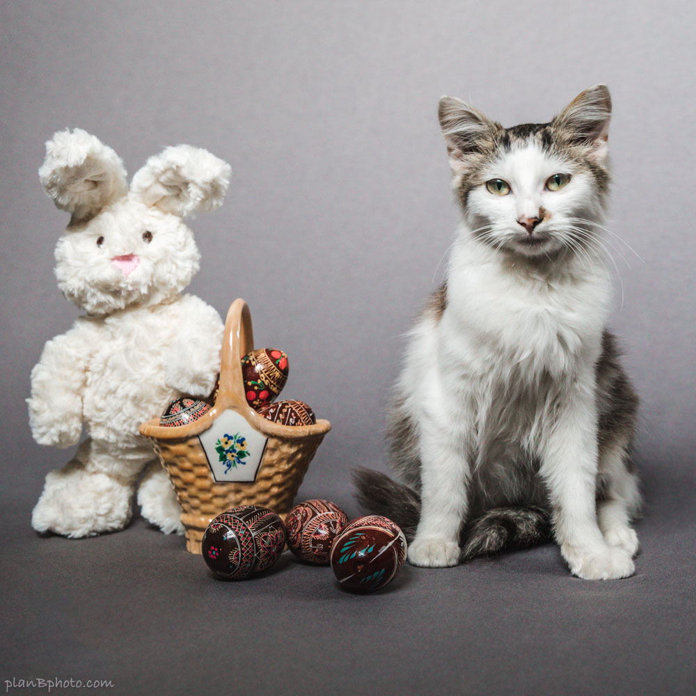 Easter image with a cat