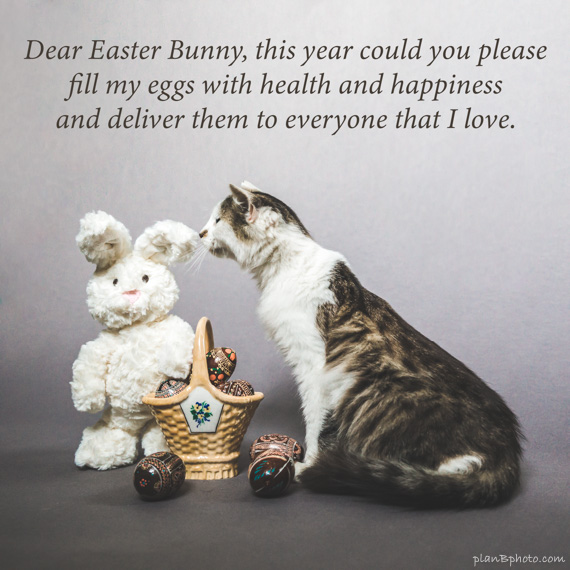 Cat whispering his Easter wish to the Easter bunny.