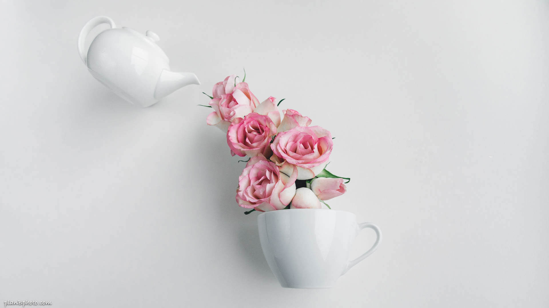 Light pink roses in a tea cup floral background