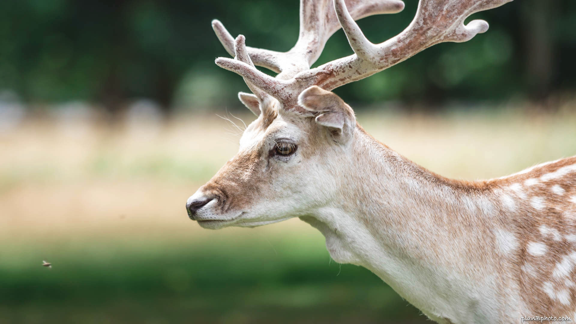 Close up of a fallow deer at one of the parks in London