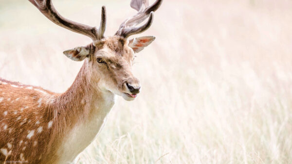 Fallow deer pulls faces sticking his tongue out