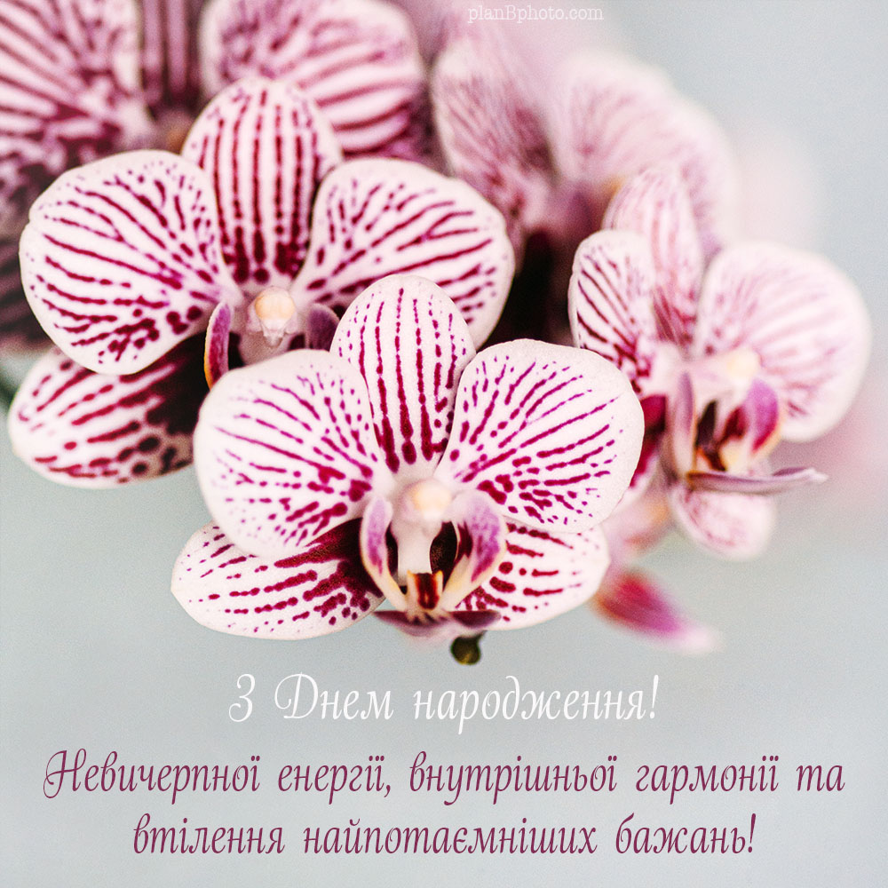 Привітання з орхідеями