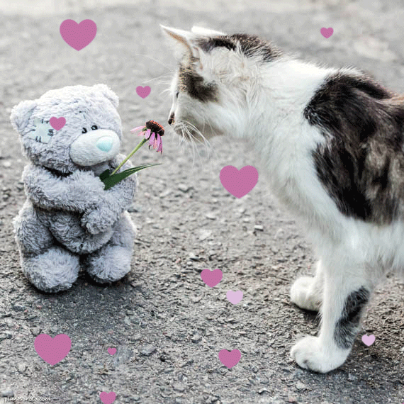 Teddy bear giving flower to a cat