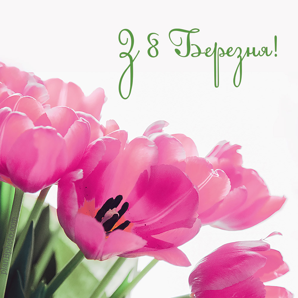 картинка з 8 березня з букетом рожевих тюльпанів