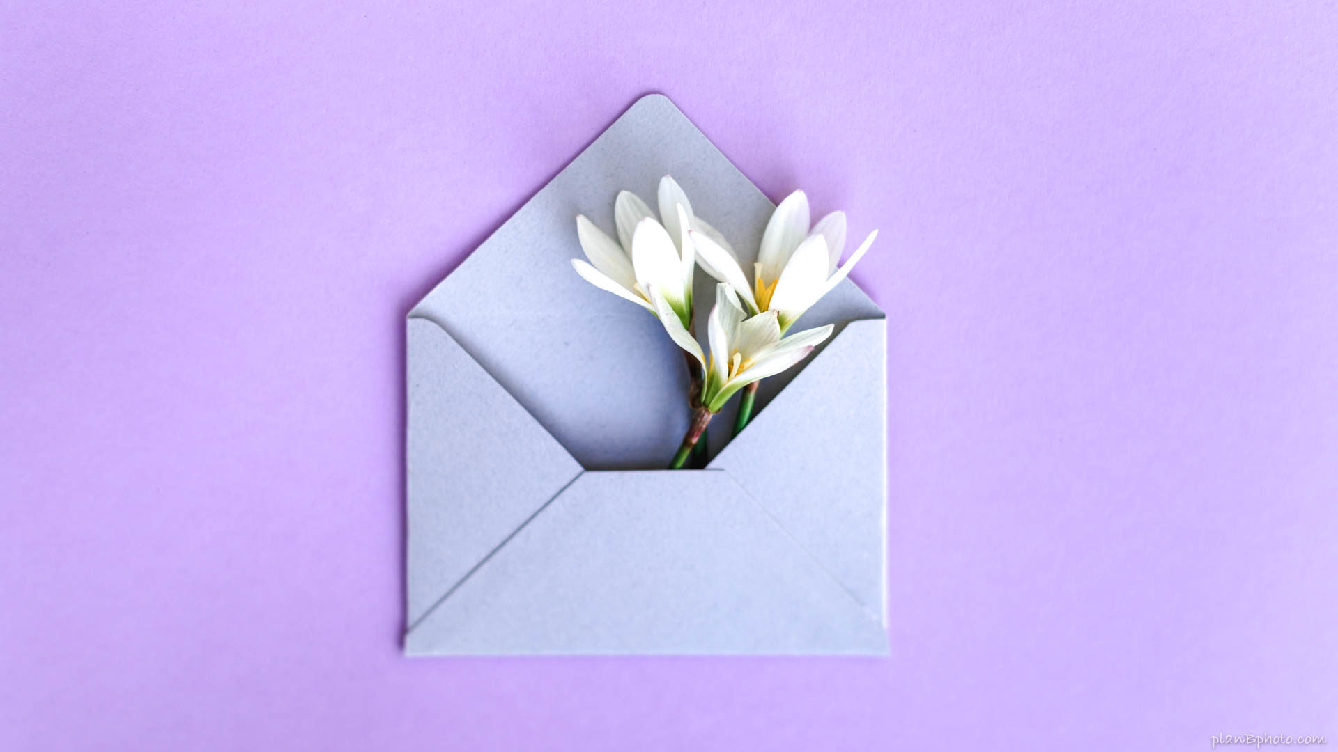 Three white flowers in a grey envelope on a lilac background
