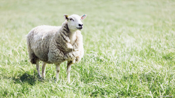 White sheep proudly standing on a field of green grass in spring