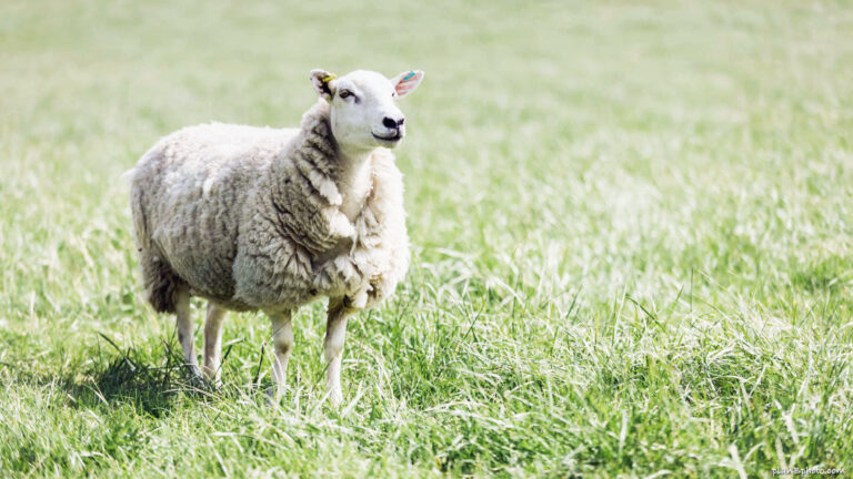 Fluffy sheep on green grass