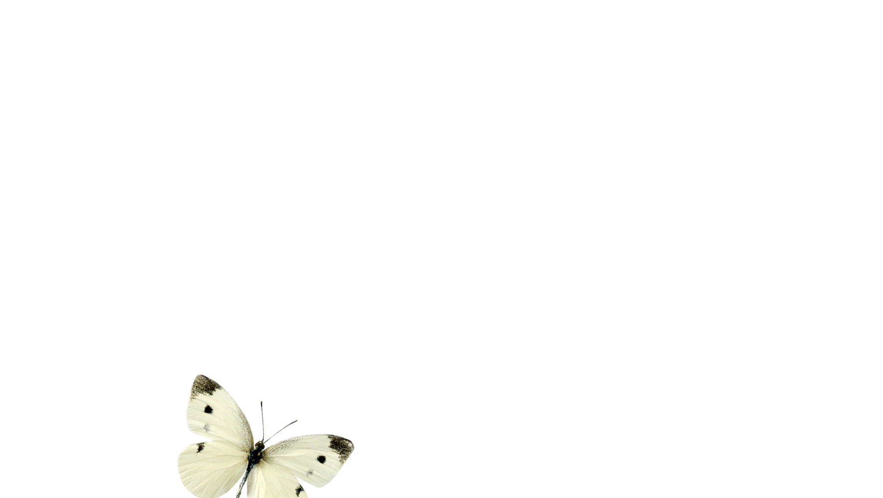 Flying butterfly on transparent background - free GIF - Plan B Photo