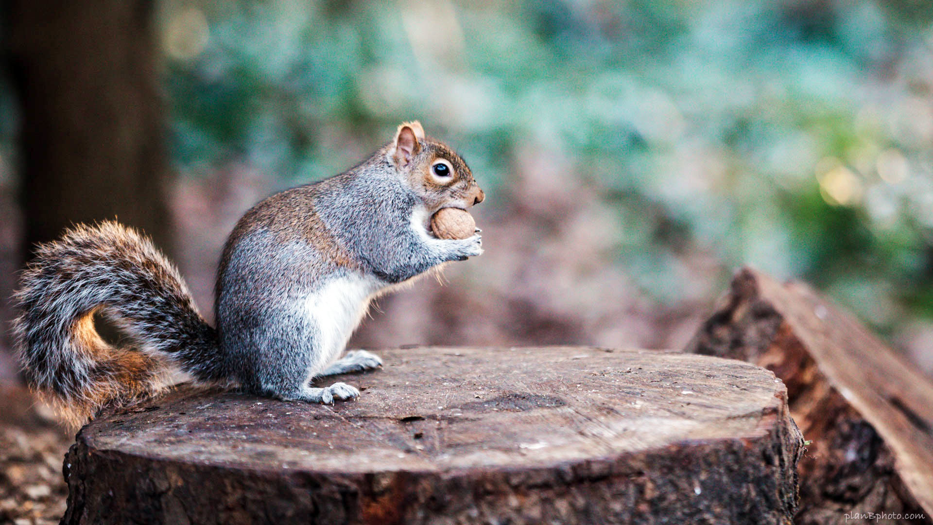 Funny grey squirrel trying to eat the whole walnut, which does not fit in its mouth