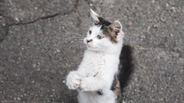 When your cat really wants something