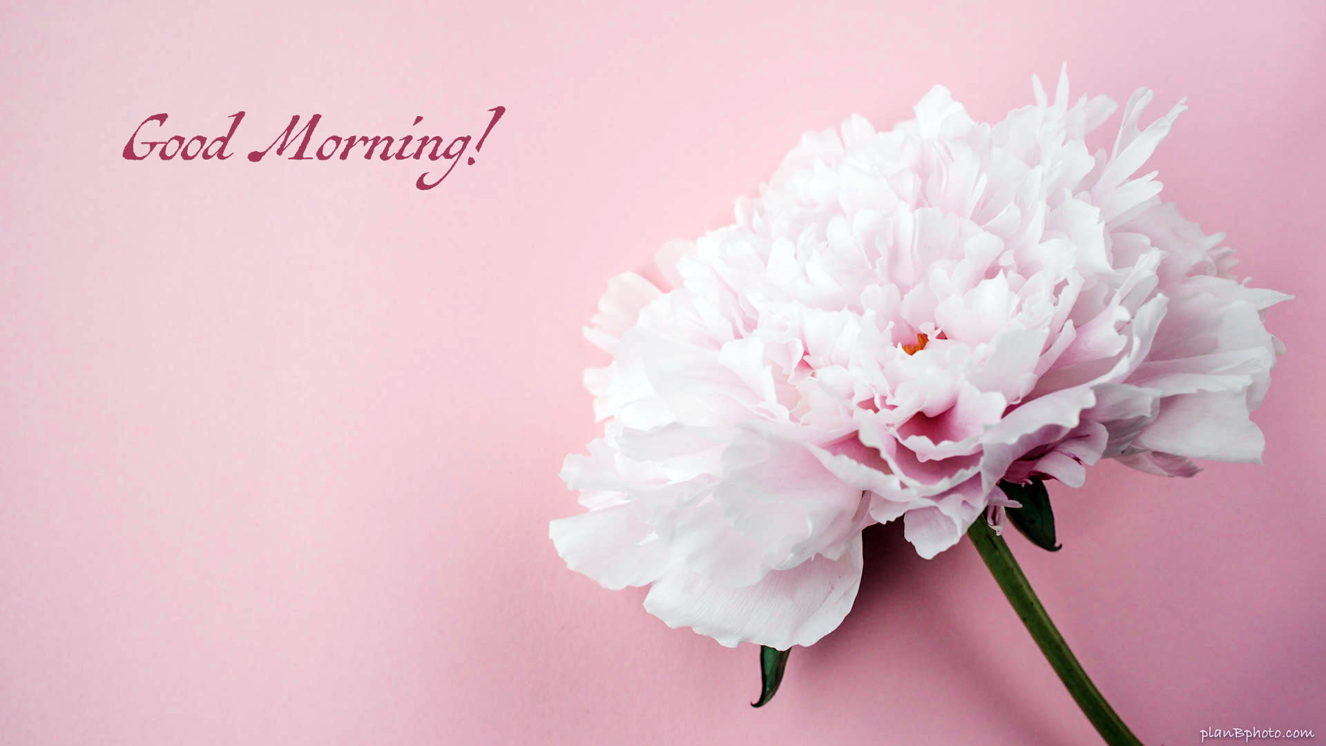 Good Morning image with pink peony flower