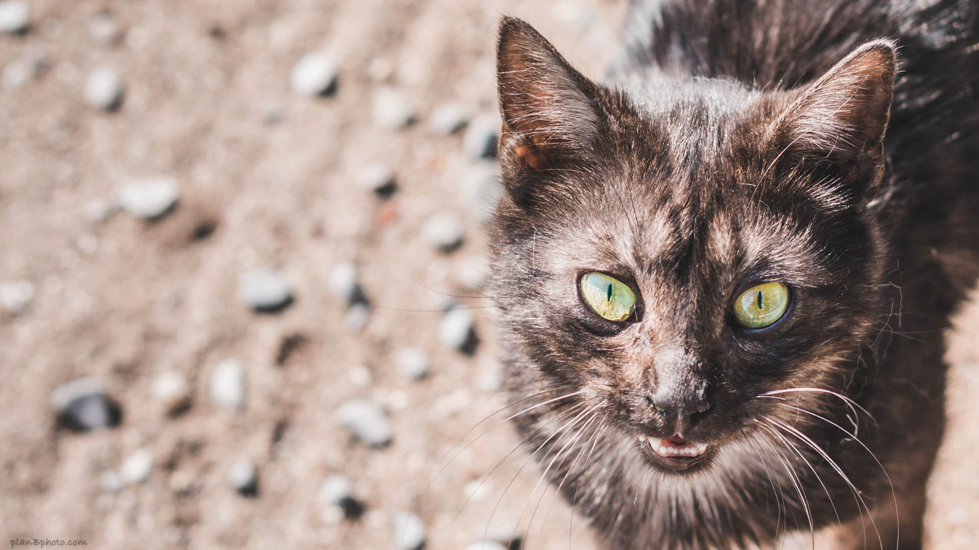 Dark brown cat with green eyes