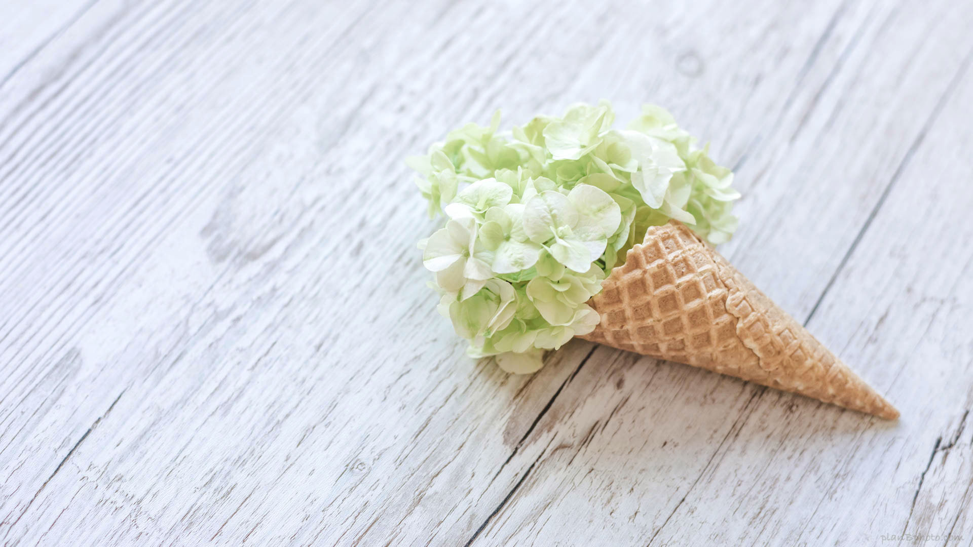 Green hydrangea flowers in an ice-cream cone