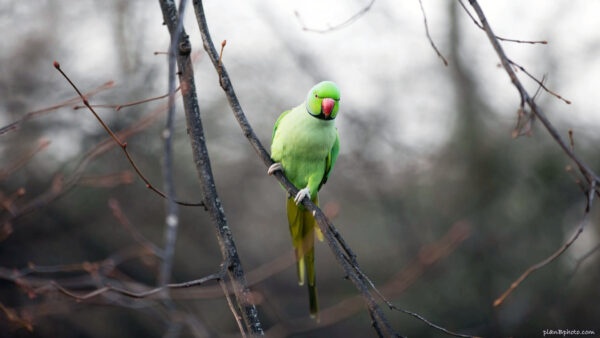 Green parrot sitting on a tree branch in early spring