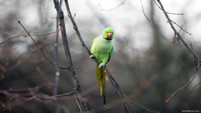 Green parrot after winter